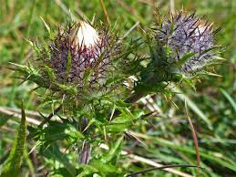 Attēlu rezultāti vaicājumam “Carlina vulgaris flower”