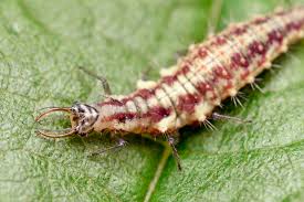 Attēlu rezultāti vaicājumam “Chrysopidae larva”