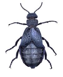 Attēlu rezultāti vaicājumam “Meloe sp. imago”