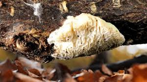 Attēlu rezultāti vaicājumam “Antrodia”