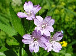 Attēlu rezultāti vaicājumam “Epilobium roseum flower”