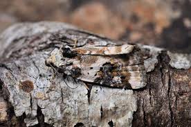 Attēlu rezultāti vaicājumam “Pseudeustrotia candidula”