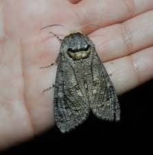 Attēlu rezultāti vaicājumam “Cossus cossus”