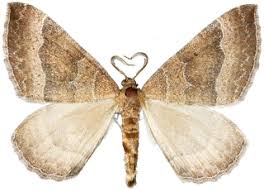 Attēlu rezultāti vaicājumam “Larentia clavaria”