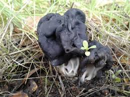 Attēlu rezultāti vaicājumam “Helvella”