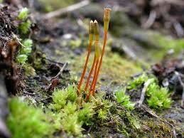 Attēlu rezultāti vaicājumam “Seligeria donniana sporophyte”