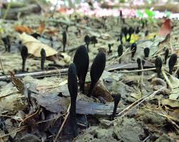 Attēlu rezultāti vaicājumam “Geoglossum sp.”