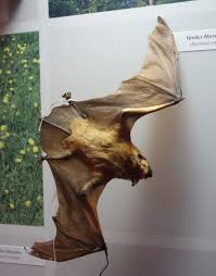 Attēlu rezultāti vaicājumam “Nyctalus noctula”