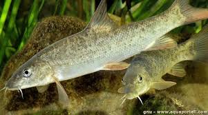 Image result for Barbus barbus