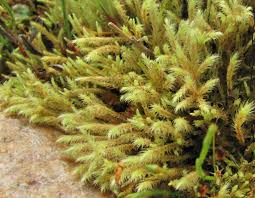 Attēlu rezultāti vaicājumam “Philonotis”