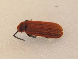 Attēlu rezultāti vaicājumam “Lopheros rubens”