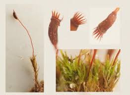 Attēlu rezultāti vaicājumam “Dicranella varia”