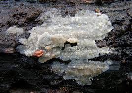 Attēlu rezultāti vaicājumam “Radulomyces confluens”