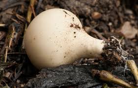 Attēlu rezultāti vaicājumam “Lycoperdon pyriforme”