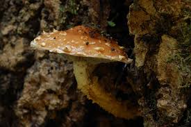 Attēlu rezultāti vaicājumam “Stropharia albocrenulata”