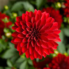 Image result for Dahlia hybrid.