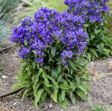 Image result for Campanula strigosa