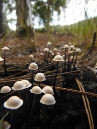 Attēlu rezultāti vaicājumam “Poronia punctata”