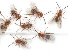 Attēlu rezultāti vaicājumam “Biorhiza pallida”