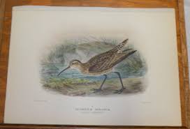 Image result for Numenius minutus