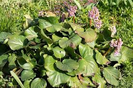 Attēlu rezultāti vaicājumam “Bergenia crassifolia”
