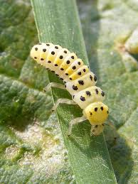 Attēlu rezultāti vaicājumam “Psyllobora vigintiduopunctata larva”