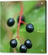 Attēlu rezultāti vaicājumam “Padus avium fruit”