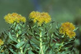 Attēlu rezultāti vaicājumam “Rhodiola rosea flower”