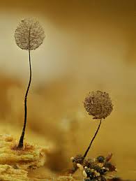 Attēlu rezultāti vaicājumam “Comatricha nigra macro”