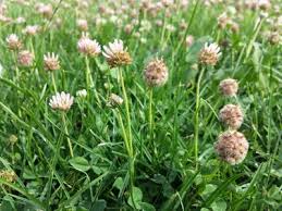 Attēlu rezultāti vaicājumam “Trifolium fragiferum leaf”