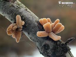 Attēlu rezultāti vaicājumam “Macrotyphula fistulosa”