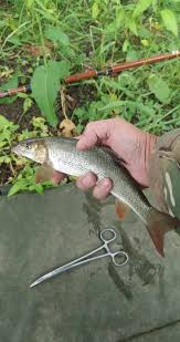 Image result for Weybridge Angling