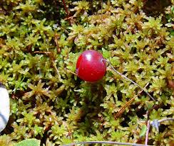 Attēlu rezultāti vaicājumam “Oxycoccus bud”