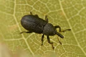 Attēlu rezultāti vaicājumam “Magdalis sp.”