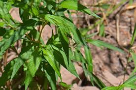 Attēlu rezultāti vaicājumam “Persicaria lapathifolia leaf”
