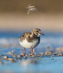 Attēlu rezultāti vaicājumam “Arenaria interpres adult”