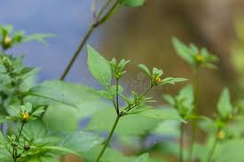 Attēlu rezultāti vaicājumam “Bidens tripartita leaf”