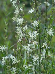 Attēlu rezultāti vaicājumam “Silene tatarica”