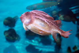 Image result for Cyclopterus lumpus