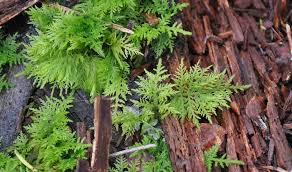 Attēlu rezultāti vaicājumam “Thuidium tamariscinum”