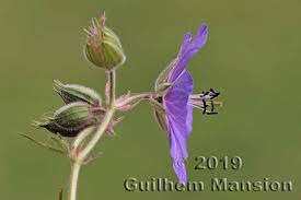 Attēlu rezultāti vaicājumam “Geranium pratense bud”