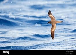 Image result for F C Bulwer