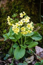 Image result for Schlüsselblumen