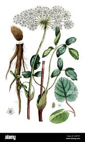 Attēlu rezultāti vaicājumam “Laserpitium latifolium bud”