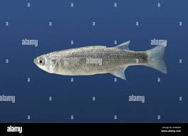 Image result for Chelon labrosus