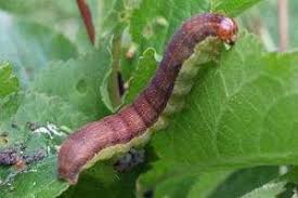 Attēlu rezultāti vaicājumam “Orthosia opima”