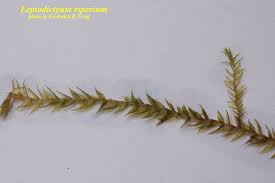 Attēlu rezultāti vaicājumam “Orthotrichum cupulatum var. riparium”