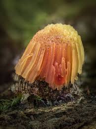 Attēlu rezultāti vaicājumam “Stemonitis flavogenita”