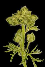 Attēlu rezultāti vaicājumam “Malva moschata leaf”