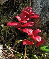 Attēlu rezultāti vaicājumam “Exobasidium splendidum”